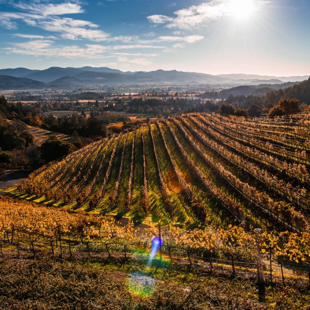 Newton Vineyard in Napa Valley in fall