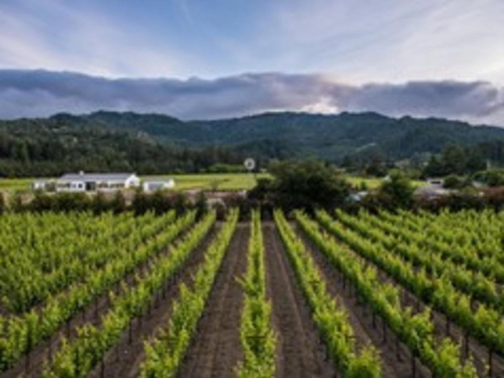 Vineyards Fields