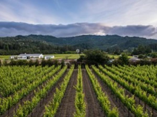 Vineyards Fields