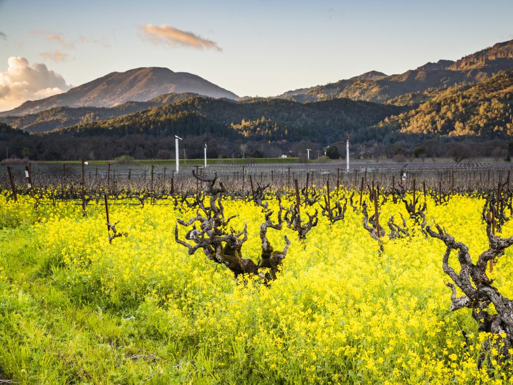 Yellow Flowers At Robert Biale Vineyards