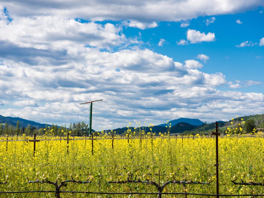 Napa Valley vineyard with mustard in winter