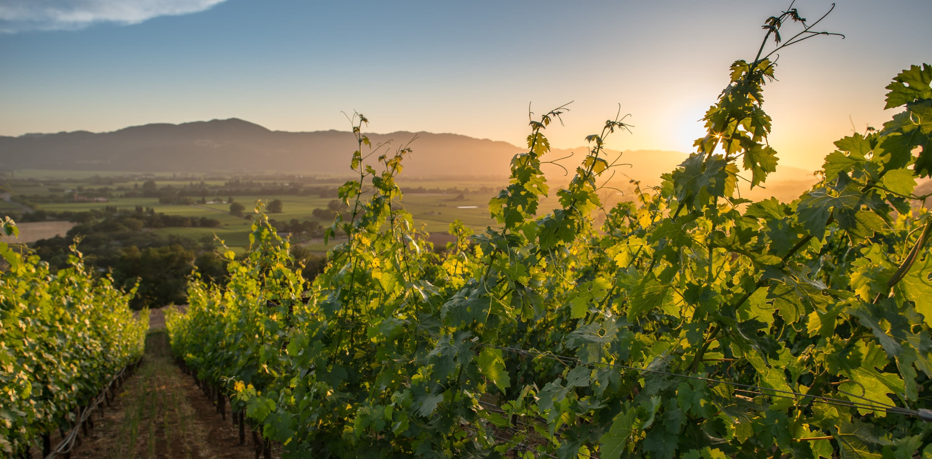 Summer sunset in Napa Valley vineyard