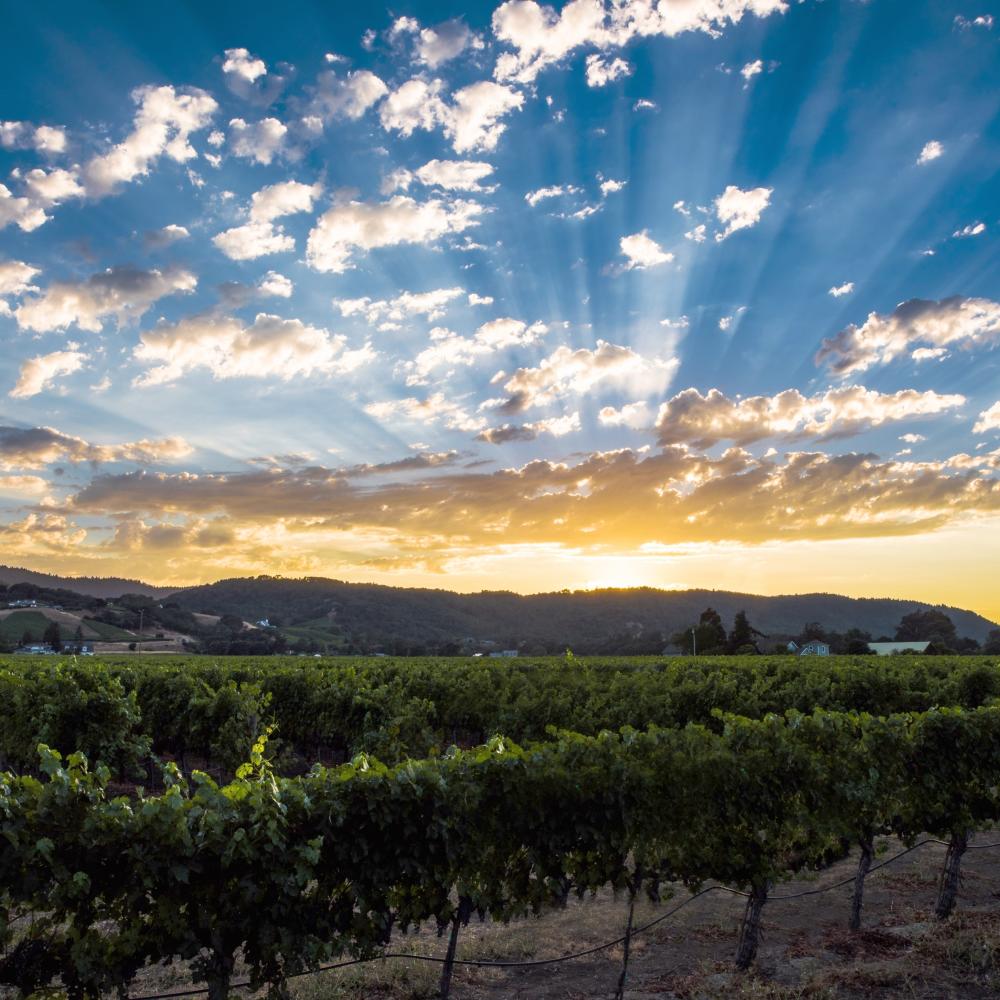 Summer sunset in Napa Valley vineyard