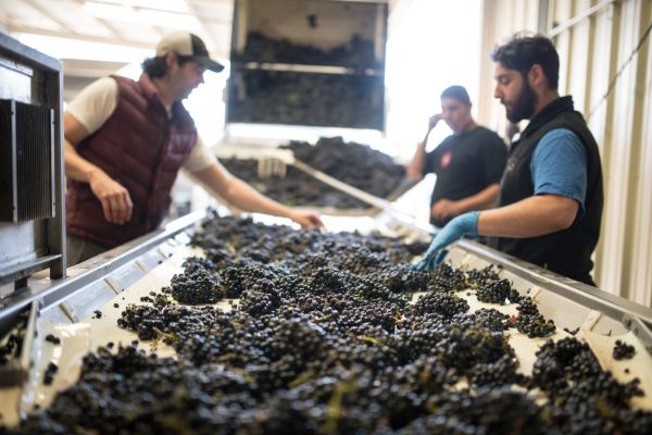 Harvest workers sort grapes