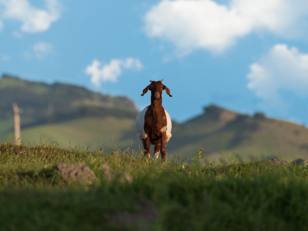 A goat greet visitors to the wide open spaces of American Canyon in California