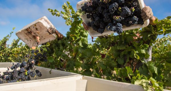 Red Wine Grapes Being Harvested