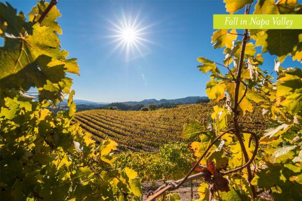 Visit Napa Valley in the Fall