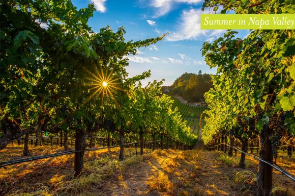 Visit Napa Valley in the Summer