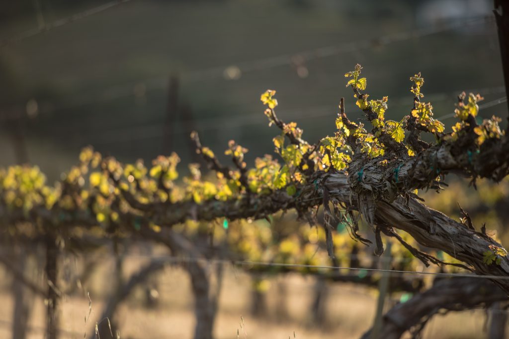 Bud Break Vineyard