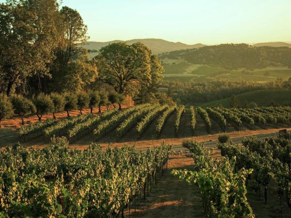 Rows of vines at Burgess Cellars on Howell Mountain, Napa Valley