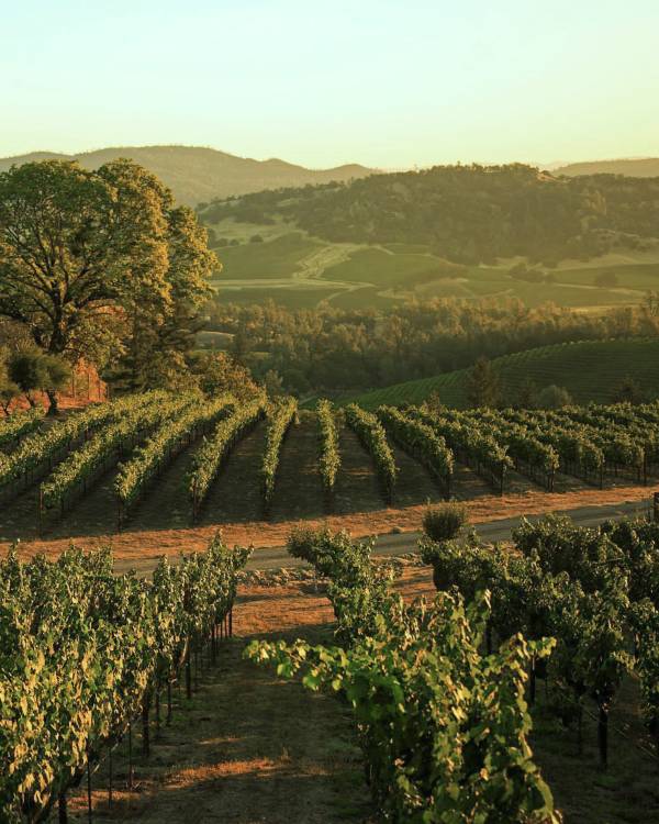 Rows of vines at Burgess Cellars on Howell Mountain, Napa Valley