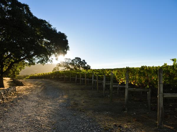 October Vineyards 2016