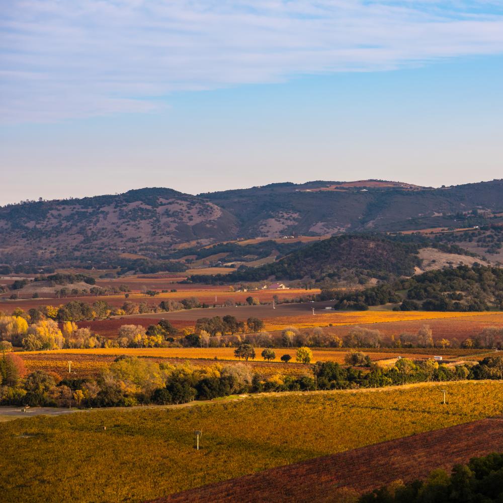 Fall vineyard vista views