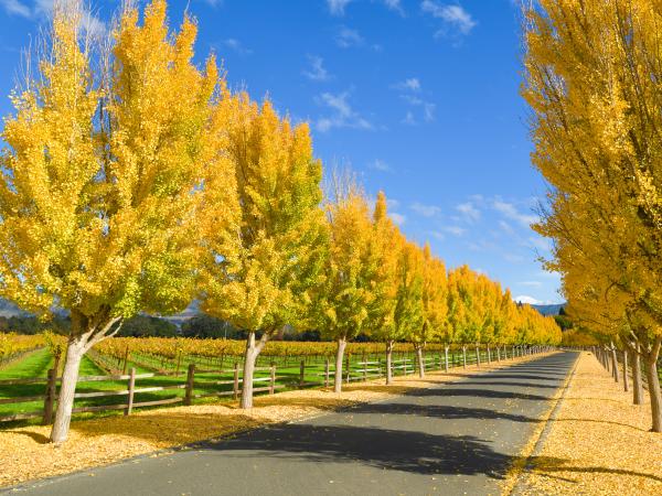 Far Niente Winery gingko trees in fall