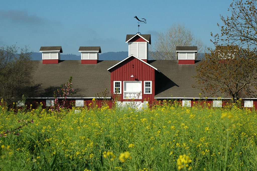 Ghost Wineries of Napa Valley - Frog's Leap