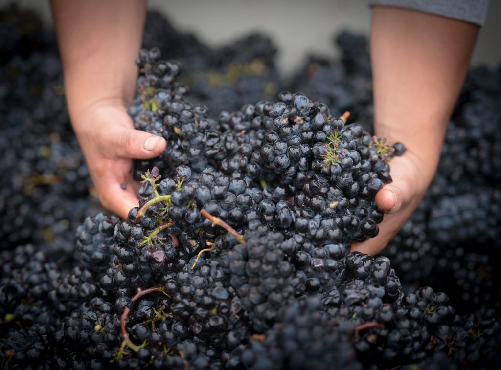 Harvest in Napa Valley