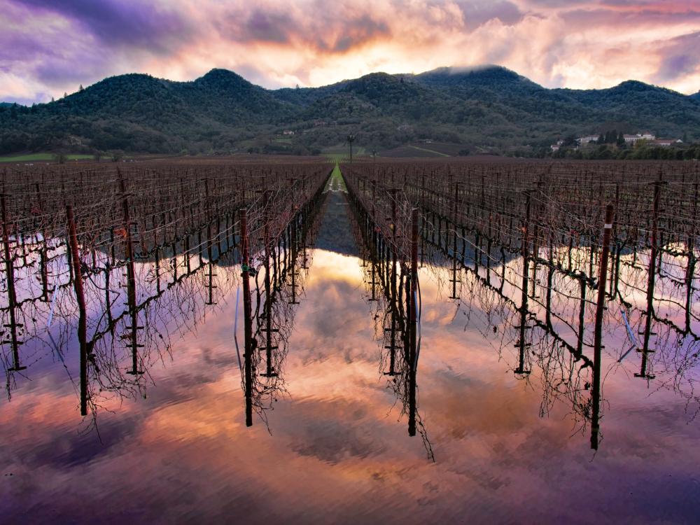 The light of a colorful sunset reflects off a pool of rainwater after a rainy day in Napa Valley.