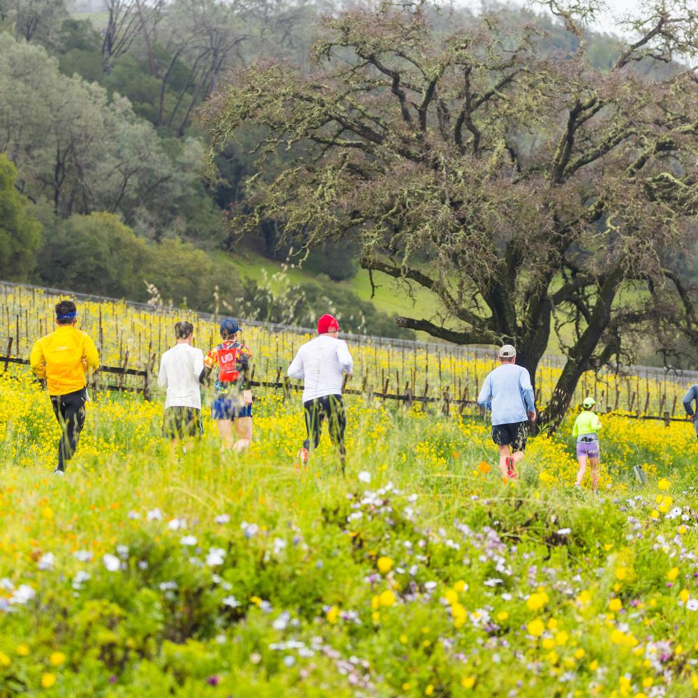 Runners participating in The Napa Valley Marathon