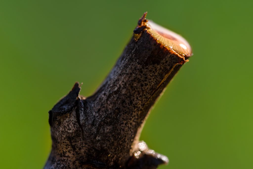 Pruning Vines in Napa Valley