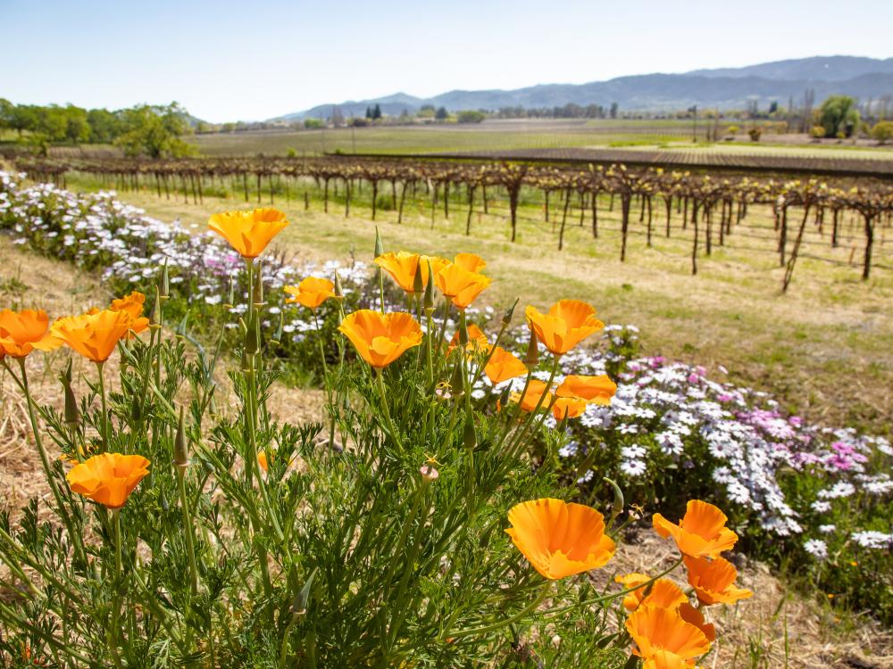 Spring flowers and vineyards Napa Valley