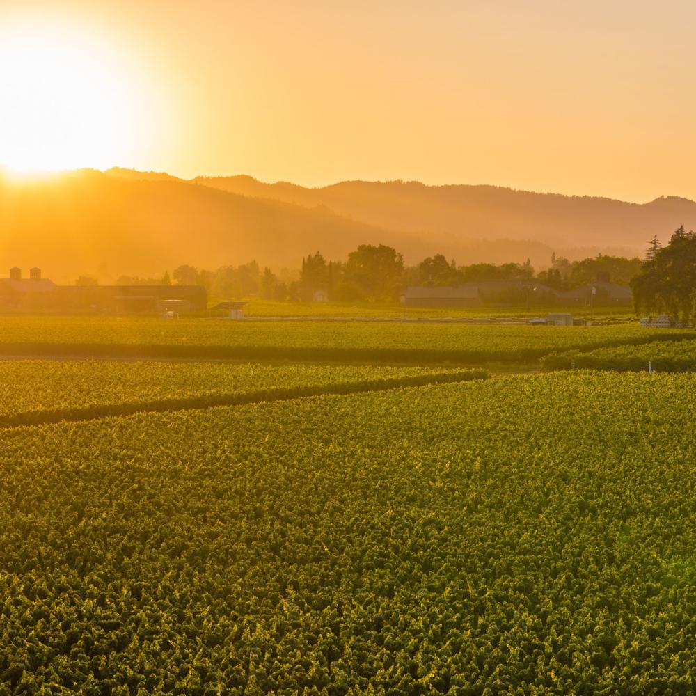 Sunset in Napa Valley Vineyard