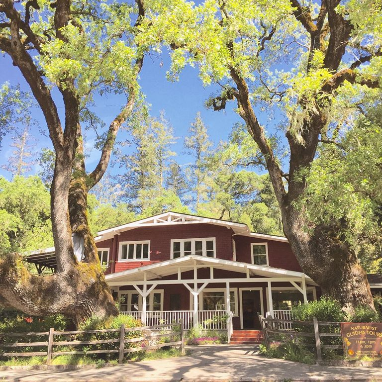 Petrified Forest Calistoga