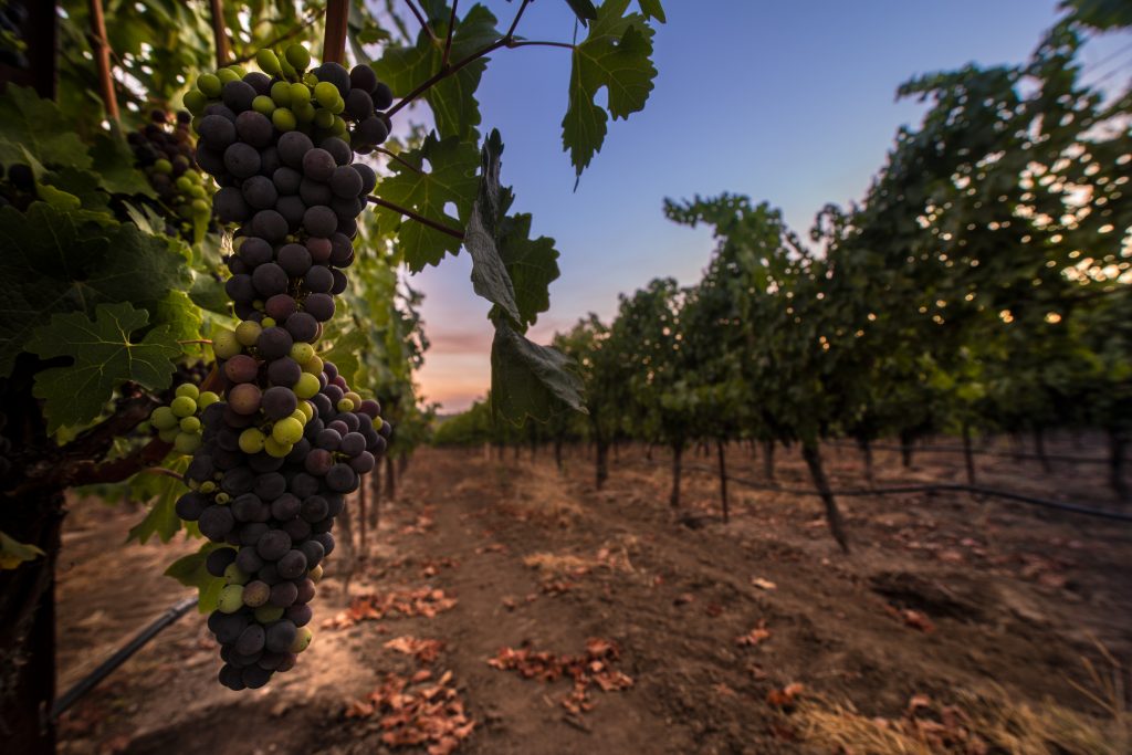 Veraison in Napa Valley