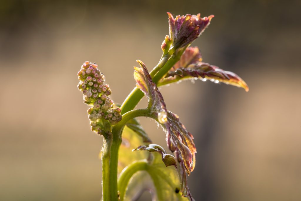 Vineyard Flowering - Napa Valley