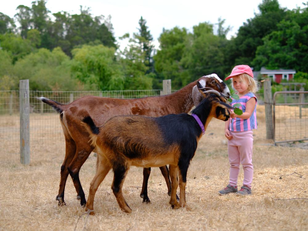 Small Child Petting Goats at Connolly Ranch in Napa Valley