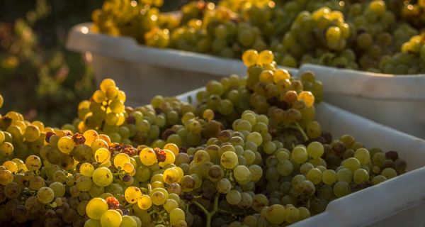 White Wine Grapes in Napa Valley