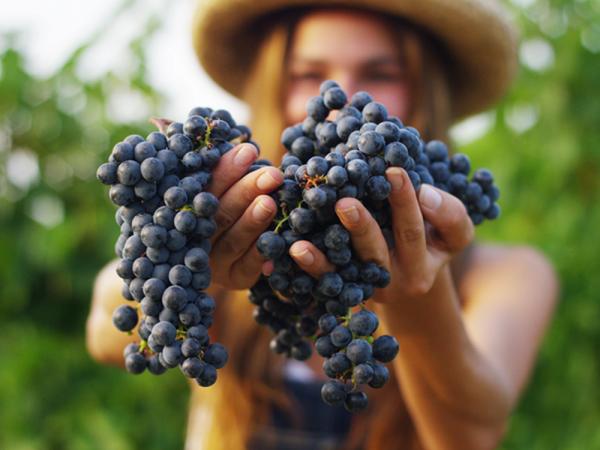 woman holding grapes in a vineyard