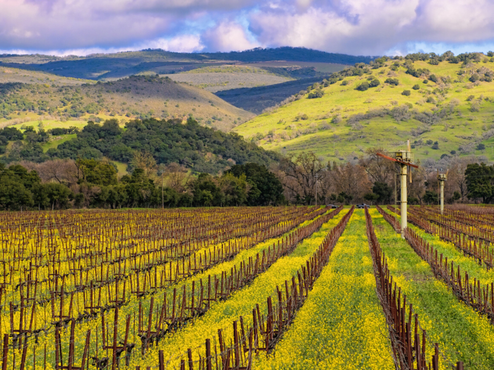 Spring Mustard in the vineyards