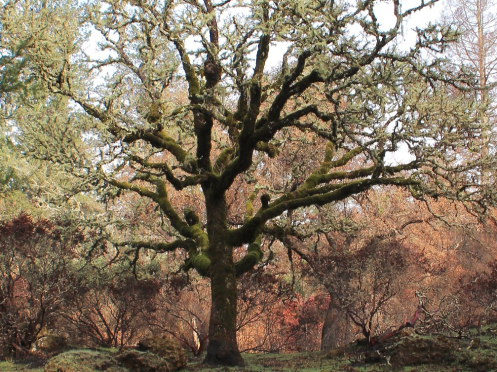 Petrified Forest Calistoga