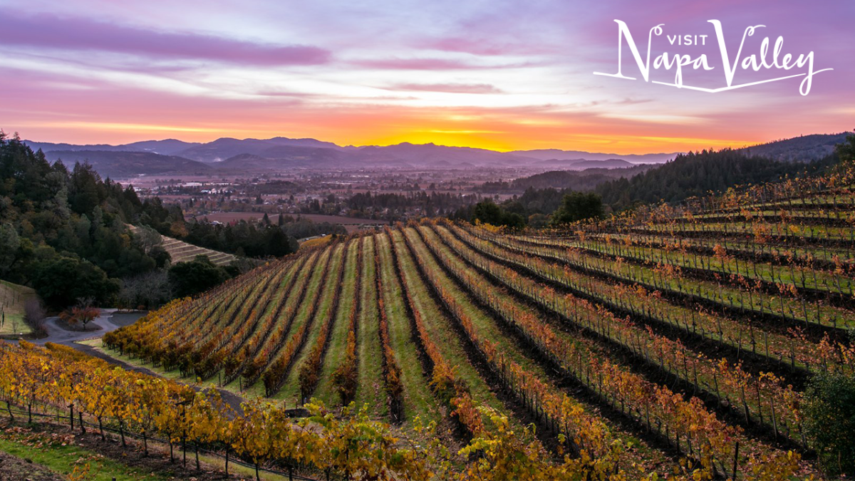 Zoom Background Fall Vineyard Sunset