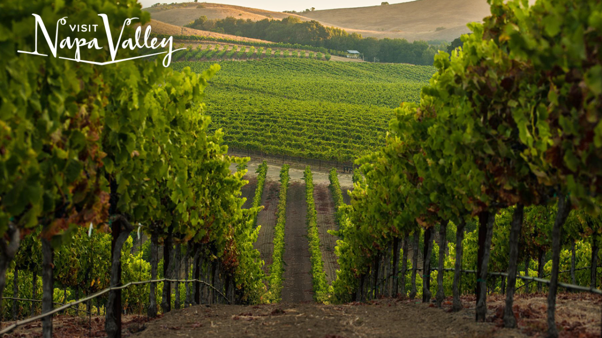 Napa Valley Zoom Background Summer Vineyard Rows