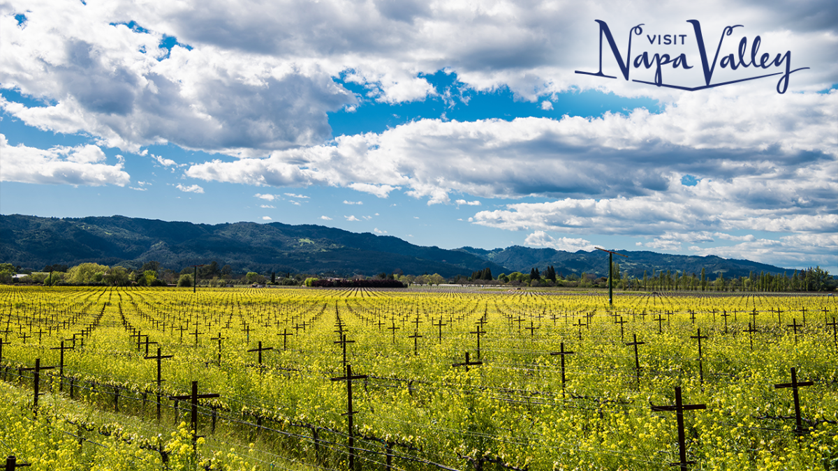 Napa Valley Zoom Background Winter Mustard Vineyards